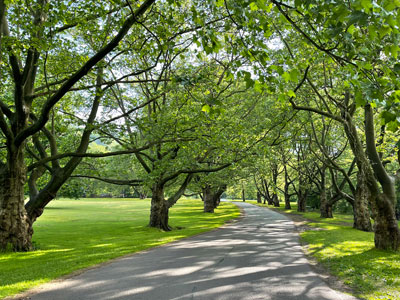 Photo of Ellison Park