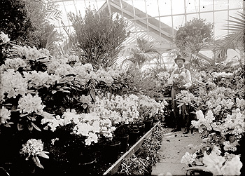 Black & white photo of flowers in the Lamberton Conservatory