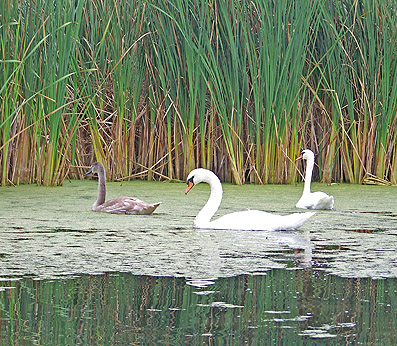 Swans at Lucien Morin Park